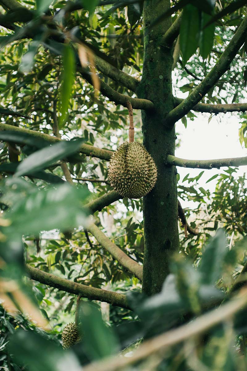 Durian
