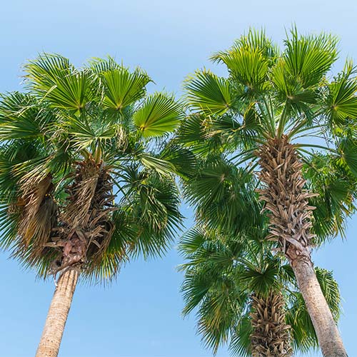 Tanaman Jangka Panjang