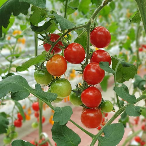 Tanaman Jangka Pendek