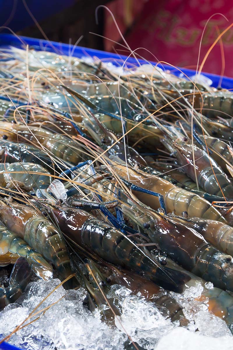 Udang